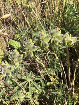 Imagem de Lupinus densiflorus Benth.