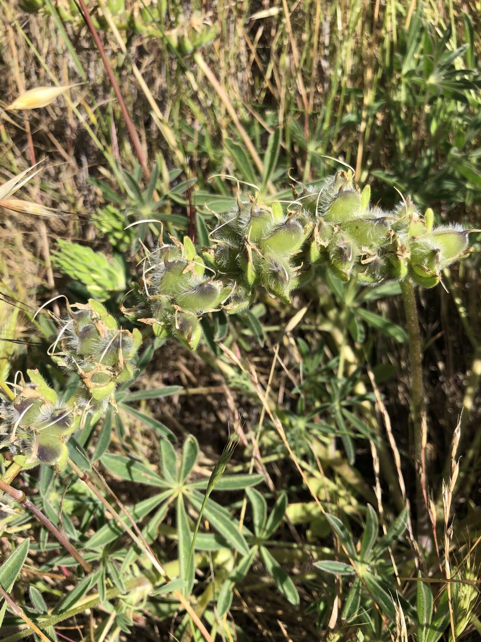 Image of whitewhorl lupine