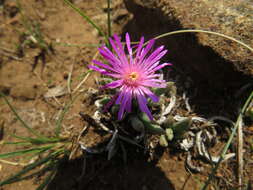 صورة Delosperma basuticum L. Bol.