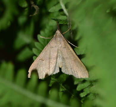 Image of Yellow-spotted Renia