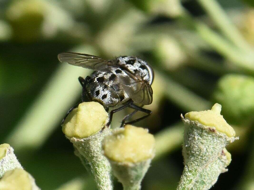 Image of House fly