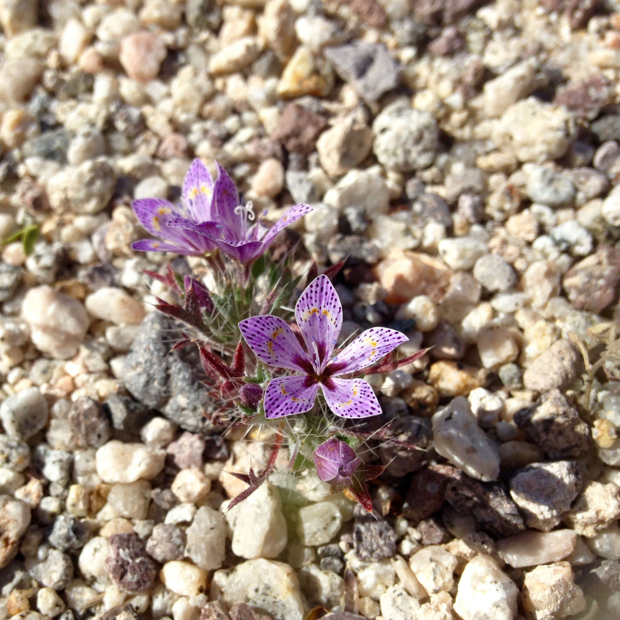 Image of Great Basin langloisia