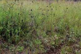 Image of Rayless Sunflower