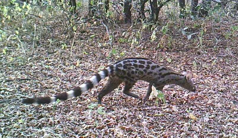 Image of Blotched Genet