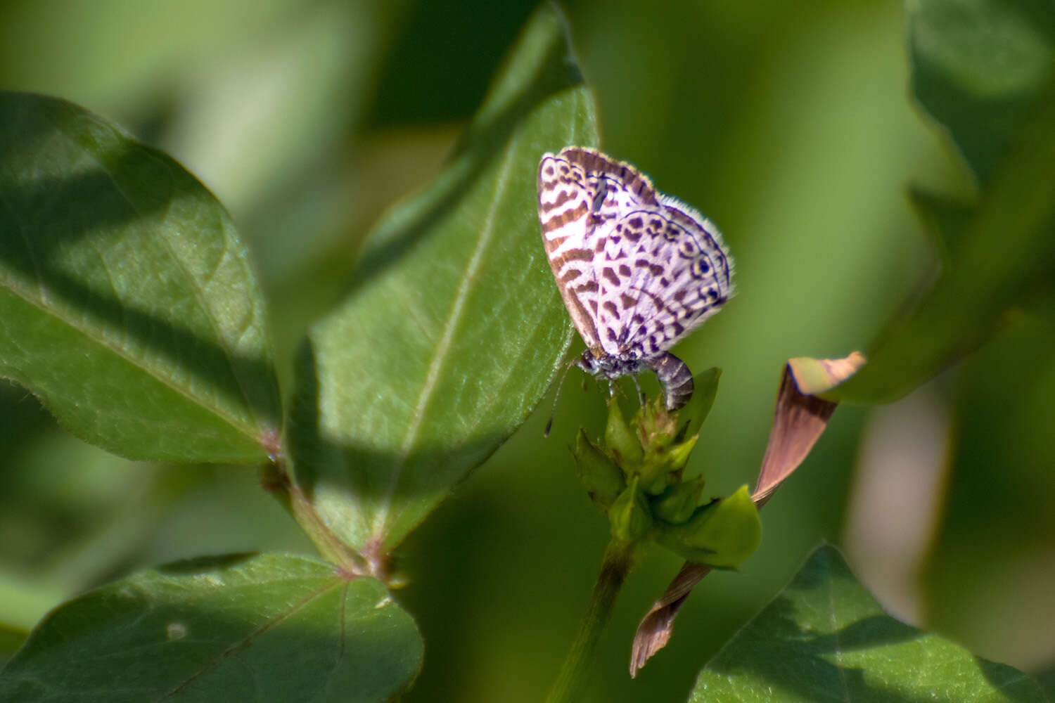 Image of <i>Leptotes <i>cassius</i></i> cassius