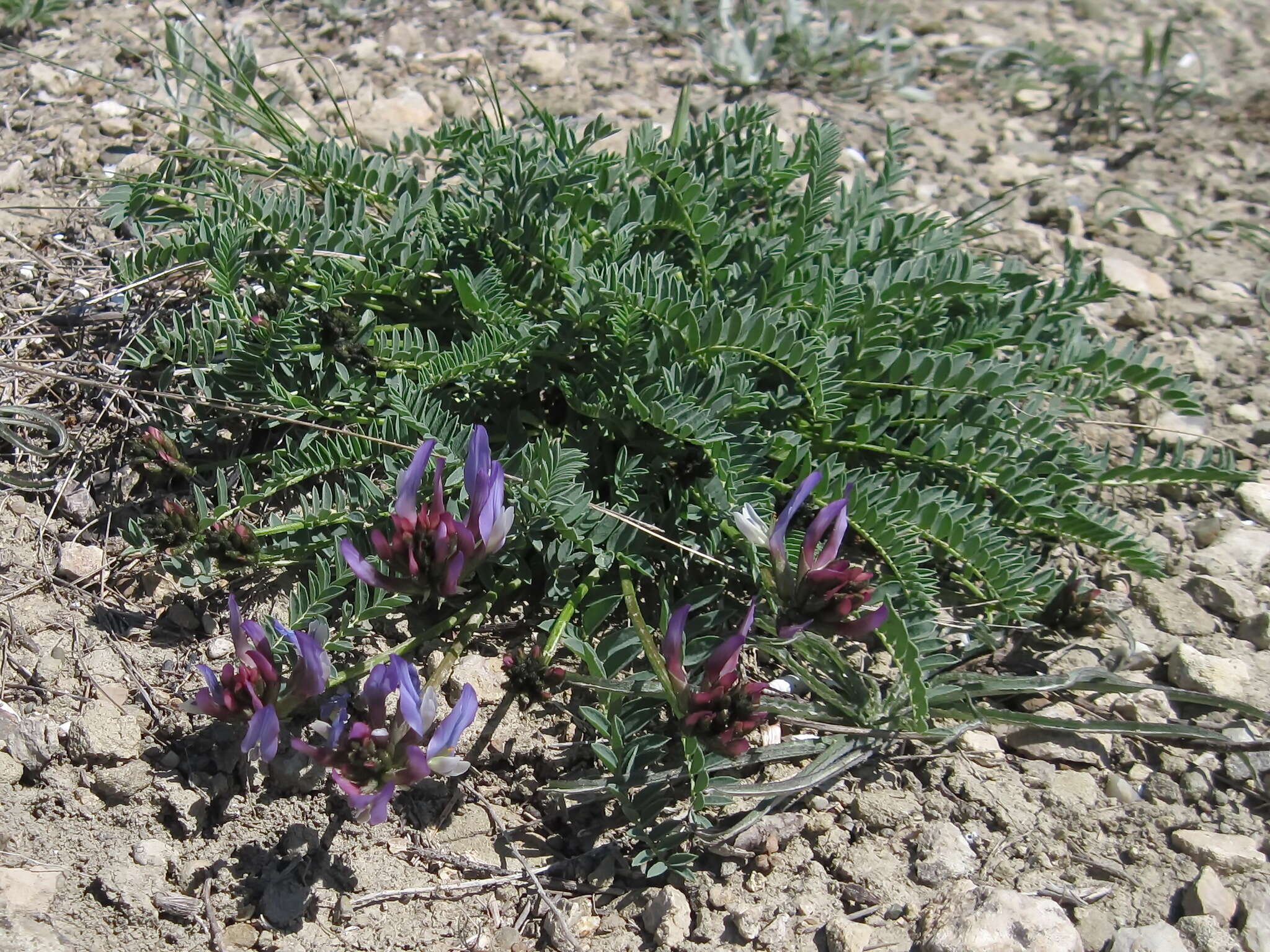 Imagem de Astragalus physodes subsp. physodes