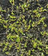 Image of saltmarsh starwort