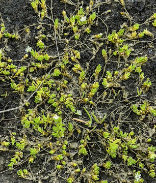 Image of saltmarsh starwort