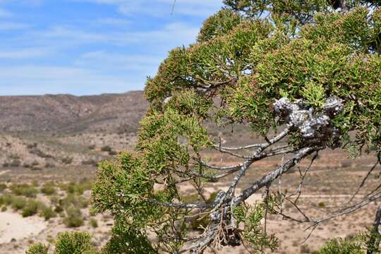 Image of Willowmore Cypress