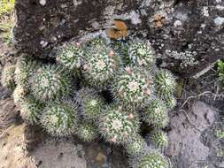 Image of Mammillaria knippeliana Quehl