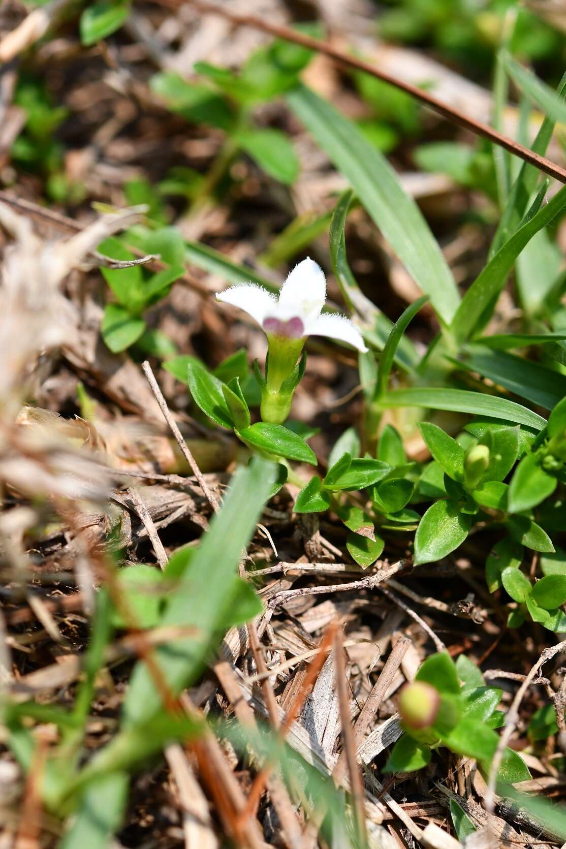 Image of Arcytophyllum serpyllaceum (Schltdl.) Terrell