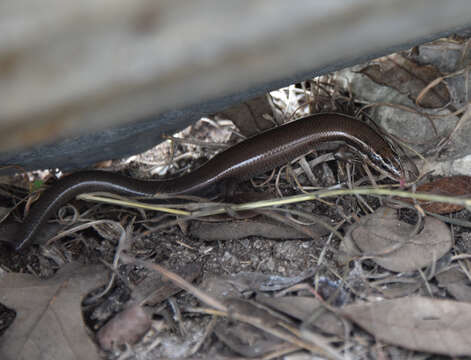 صورة Plestiodon tetragrammus brevilineatus (Cope 1880)