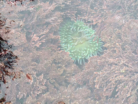 Image of giant green anemone