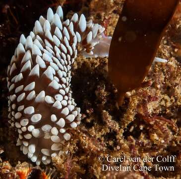 Plancia ëd Antiopella capensis (Bergh 1907)