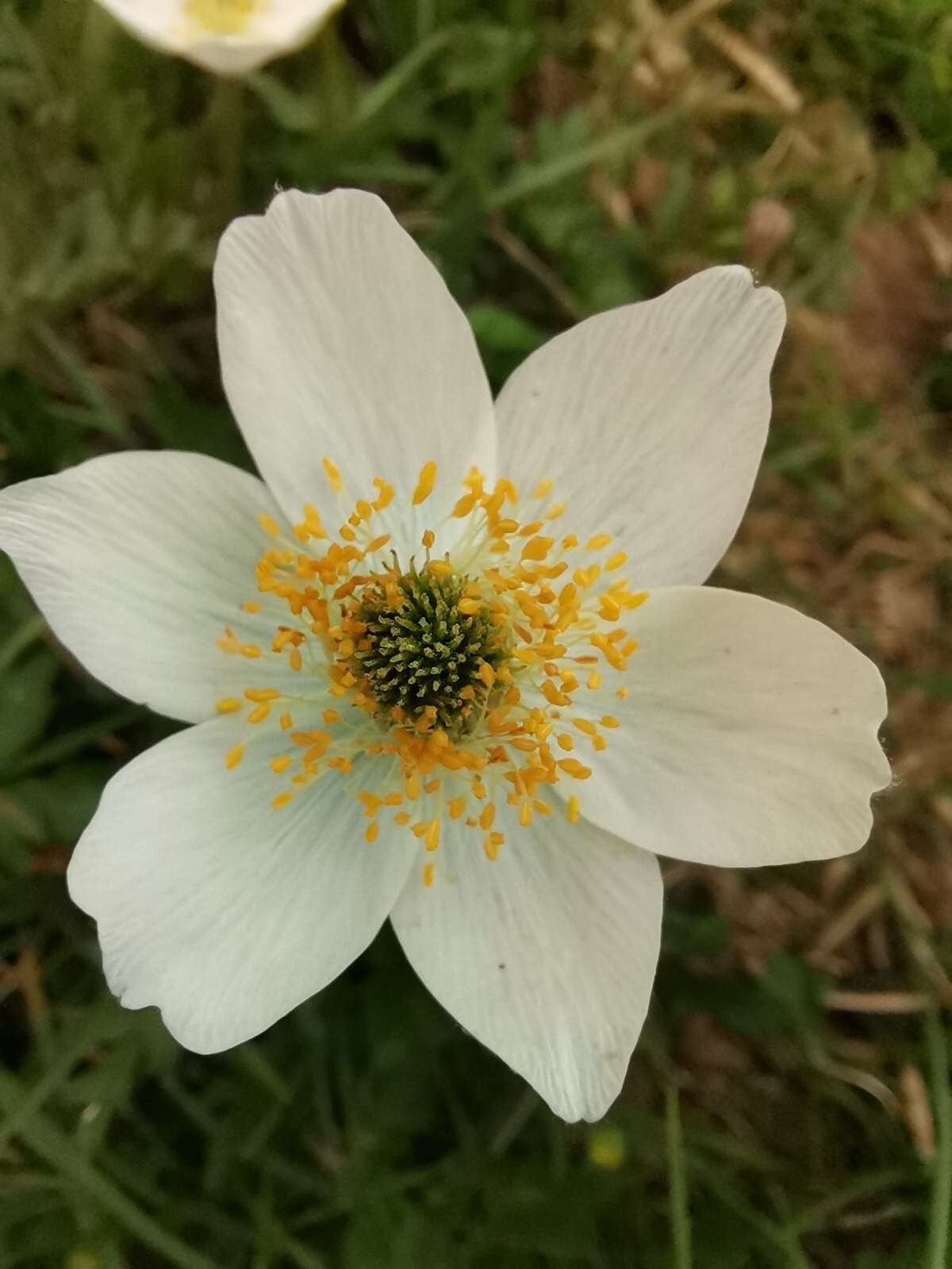 Imagem de Pulsatilla alpina subsp. austroalpina D. M. Moser