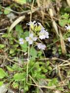 Arabidopsis arenosa subsp. arenosa的圖片