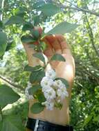 Duranta serratifolia (Griseb.) Kuntze resmi