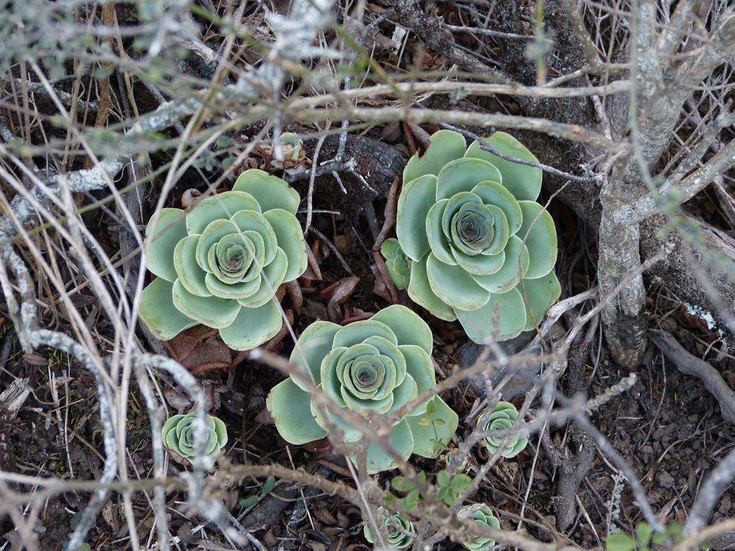 Image of Aeonium aureum (C. Sm. ex Hornem.) T. H. M. Mes