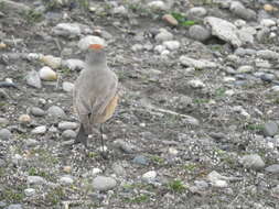 Image of Cinnamon-bellied Ground Tyrant