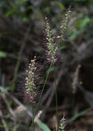 Image of Setaria australiensis (Scribn. & Merr.) Vickery