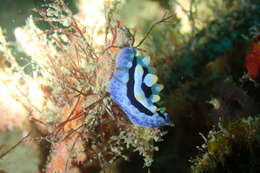 Image of Lumpy black blue orange slug