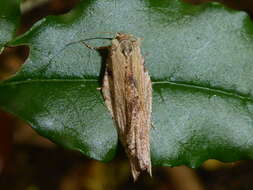 Image of brindled bell moth