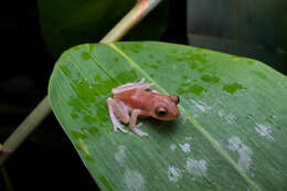 Слика од Pseudophilautus auratus (Manamendra-Arachchi & Pethiyagoda 2005)