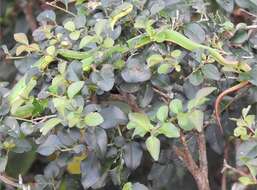 Image of White-lipped Tree Viper