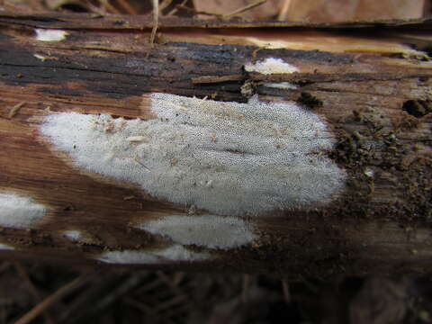 Sivun Sidera vulgaris (Fr.) Miettinen 2011 kuva