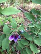 Imagem de Lathyrus polyphyllus Torr. & A. Gray