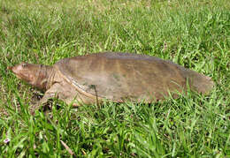 Image of Florida Softshell Turtle