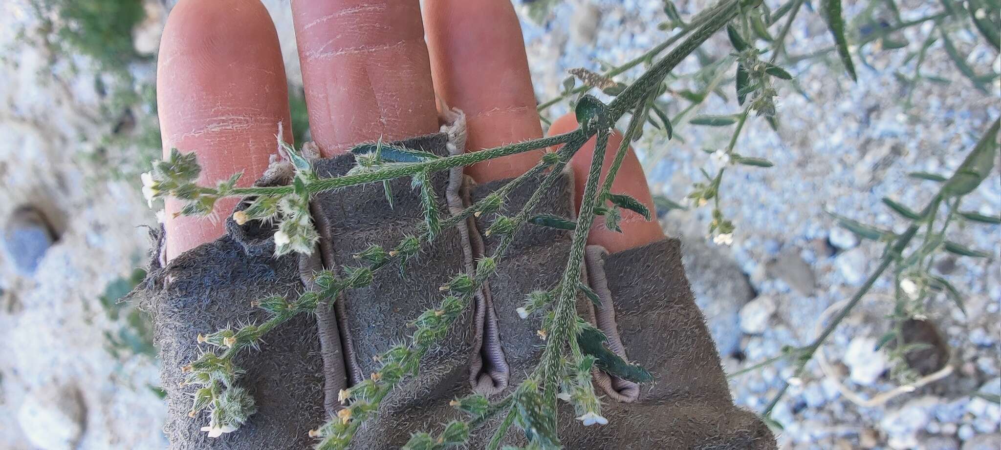 Image of winged cryptantha