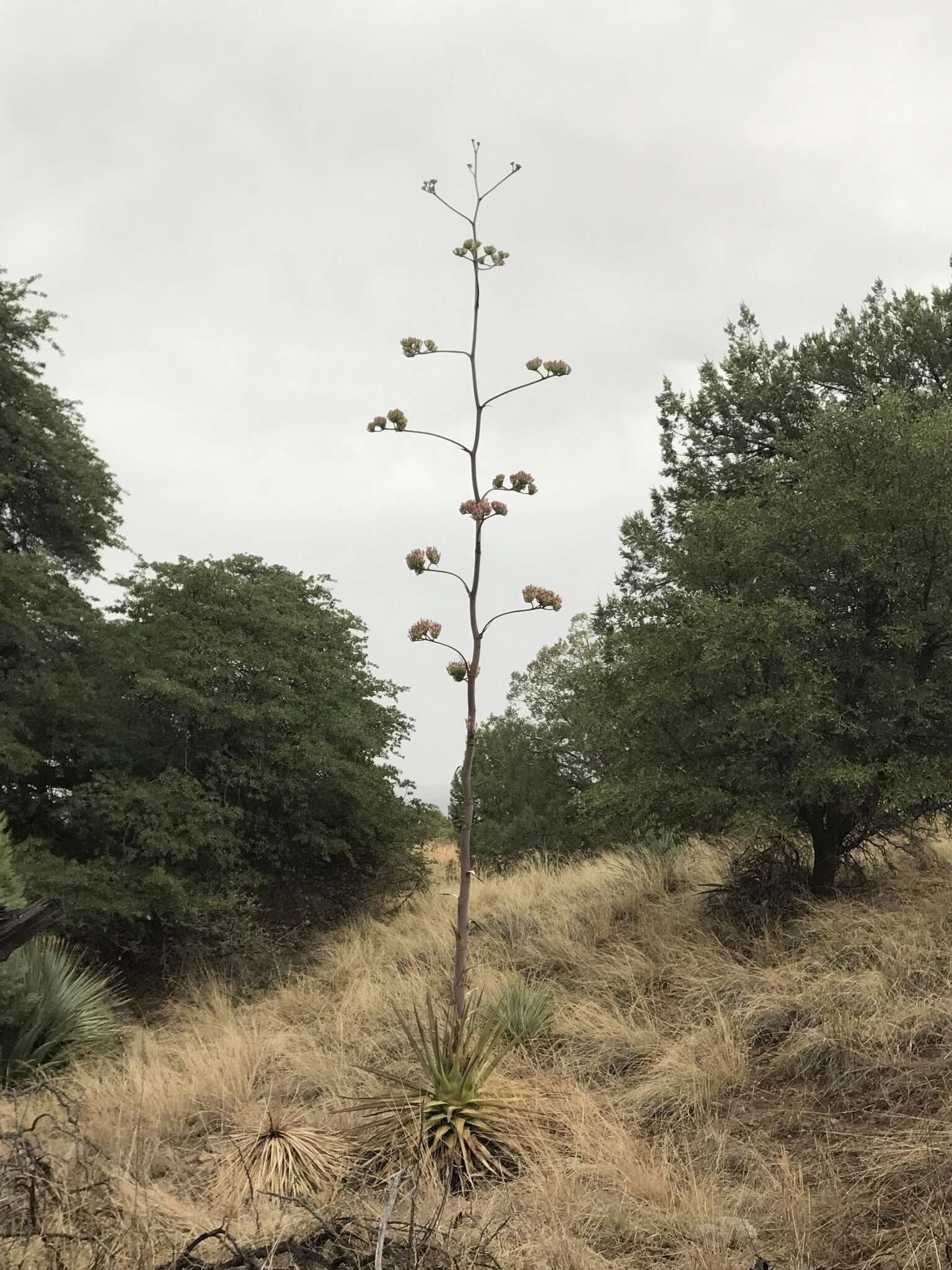 Agave palmeri Engelm. resmi