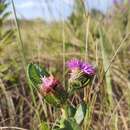 صورة Lessingianthus bardanioides (Less.) H. Rob.