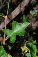 Plancia ëd Grevillea steiglitziana N. A. Wakefield