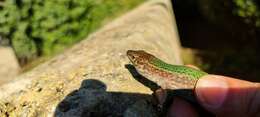 Image of Ibiza Wall Lizard