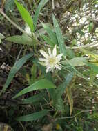 Image de Passiflora cisnana Harms