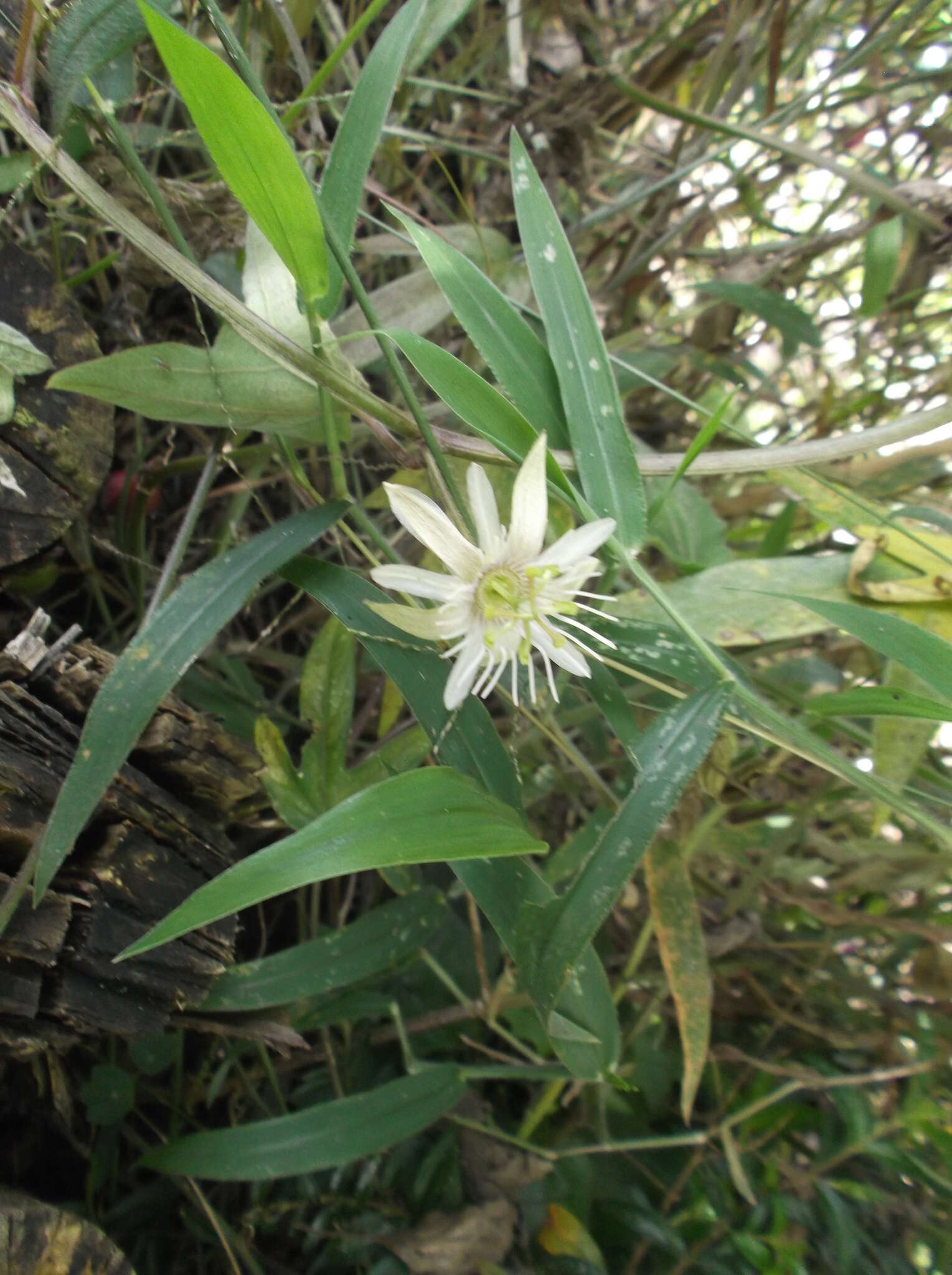 Image of Passiflora cisnana Harms