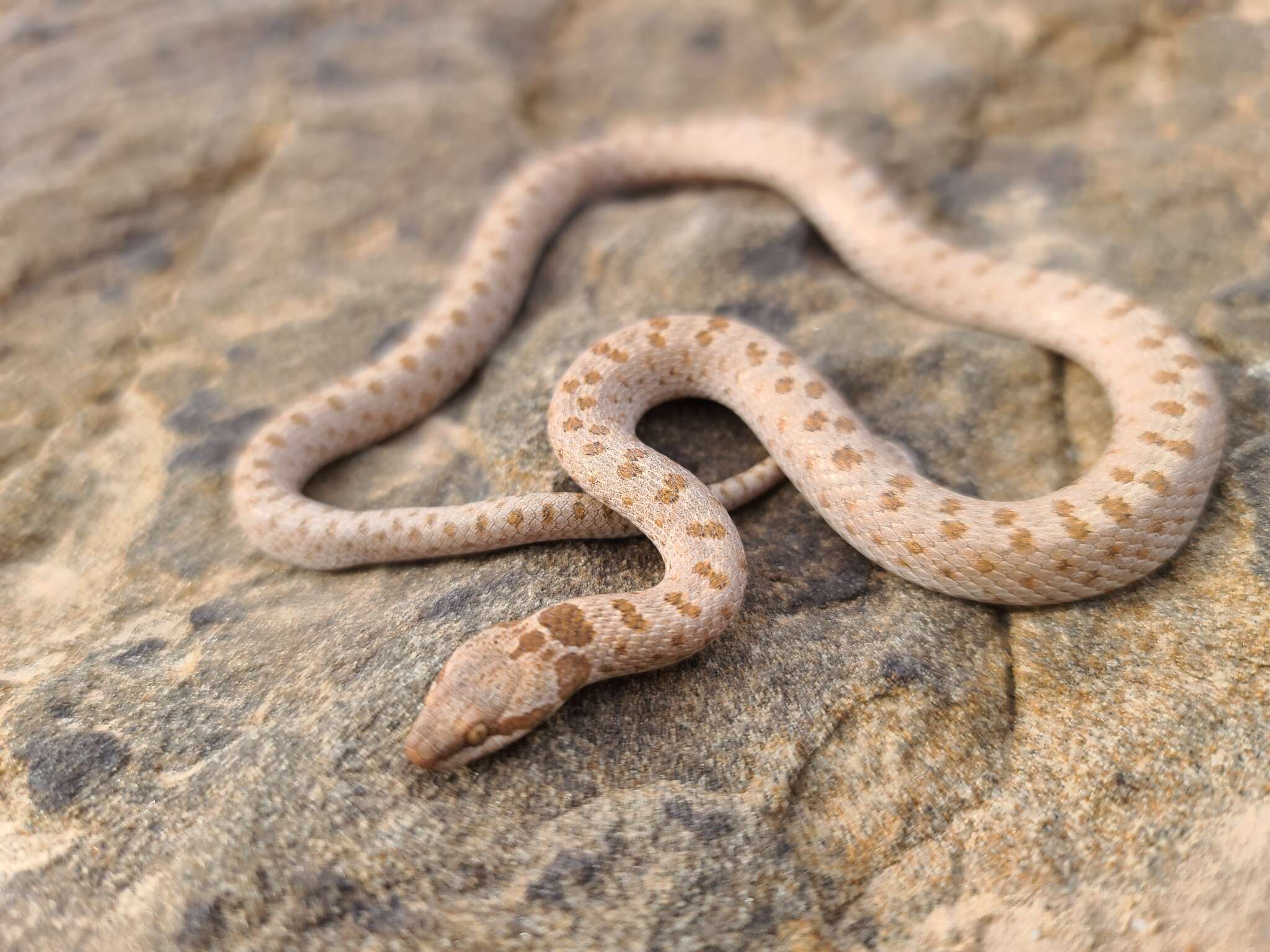 Image of Hypsiglena chlorophaea loreala Tanner 1946