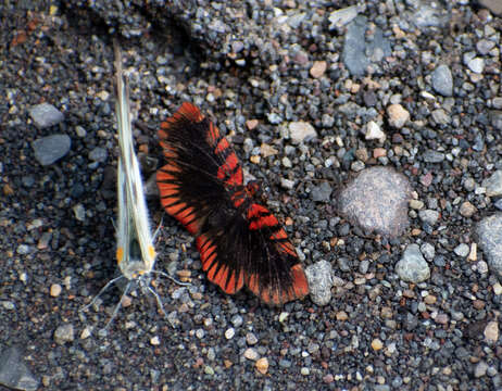 Слика од Haemactis sanguinalis Westwood (1852)