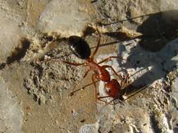 Image de Camponotus turkestanicus Emery 1887