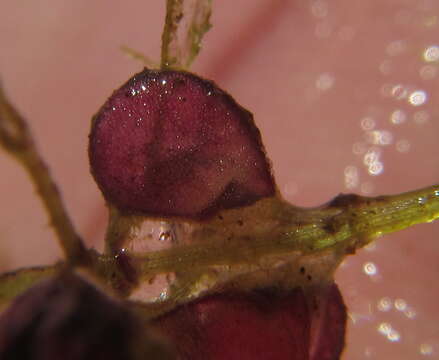 Image de Utricularia reflexa Oliv.