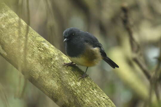 Image of Nilgiri Blue Robin