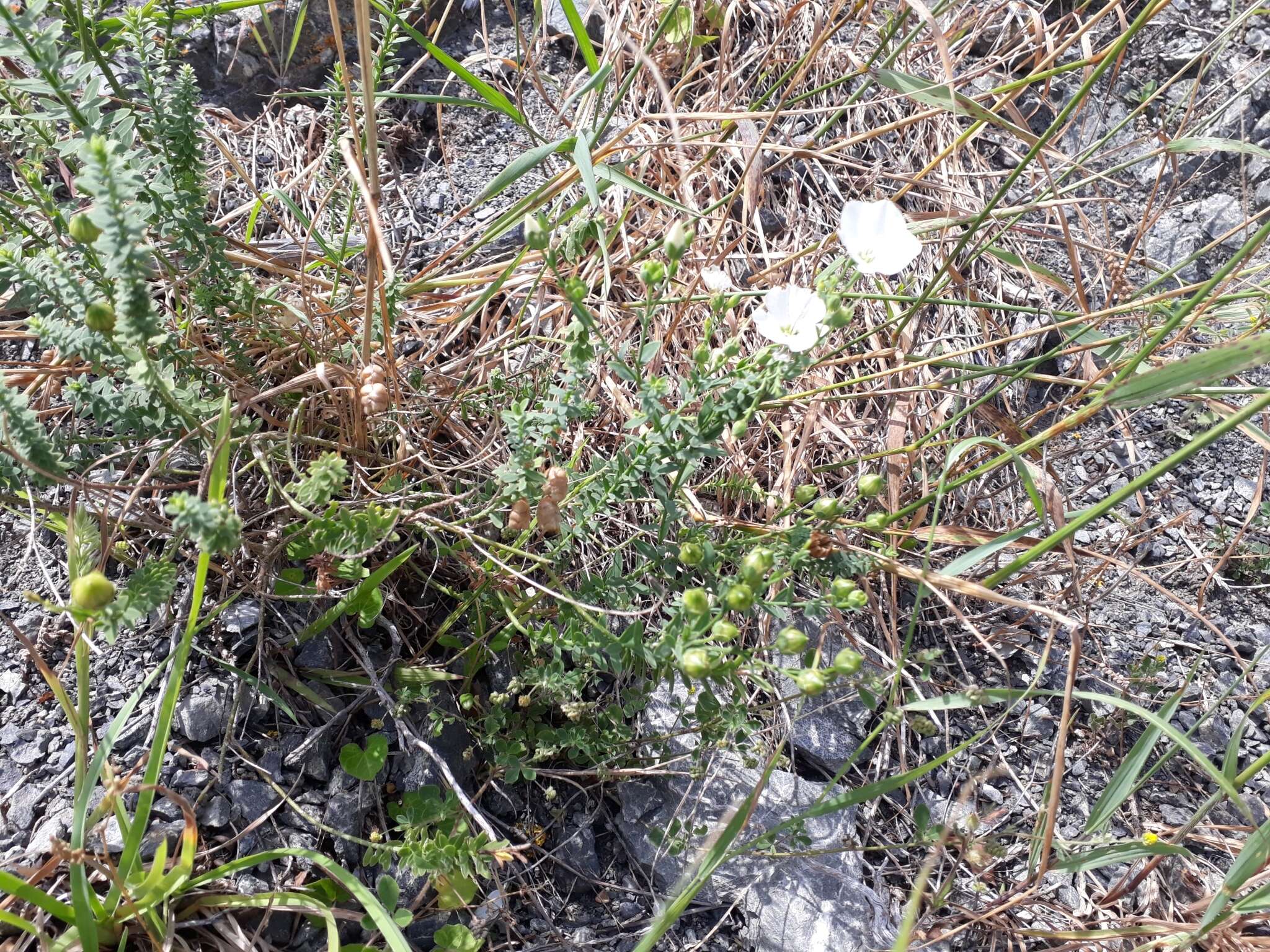 Imagem de Linum monogynum Forst. fil.