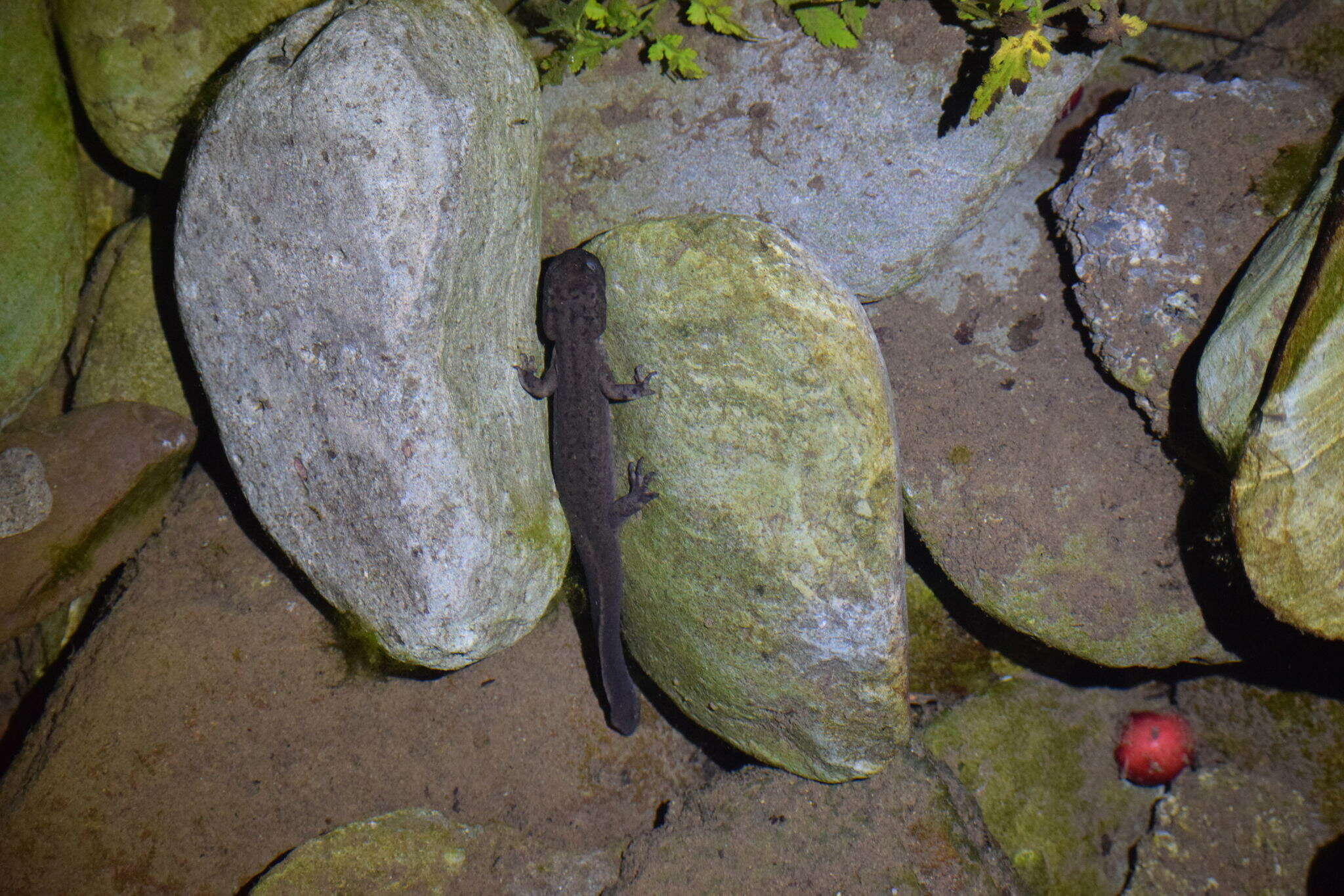 Image of Sichuan salamanders