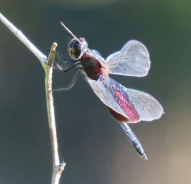 Image of Phantom Flutterer