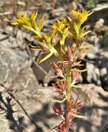 صورة Sedum stenopetalum subsp. stenopetalum