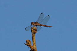 Image of Orthemis aequilibris Calvert 1909