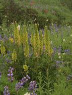 Imagem de Pedicularis bracteosa var. latifolia (Pennell) Cronq.