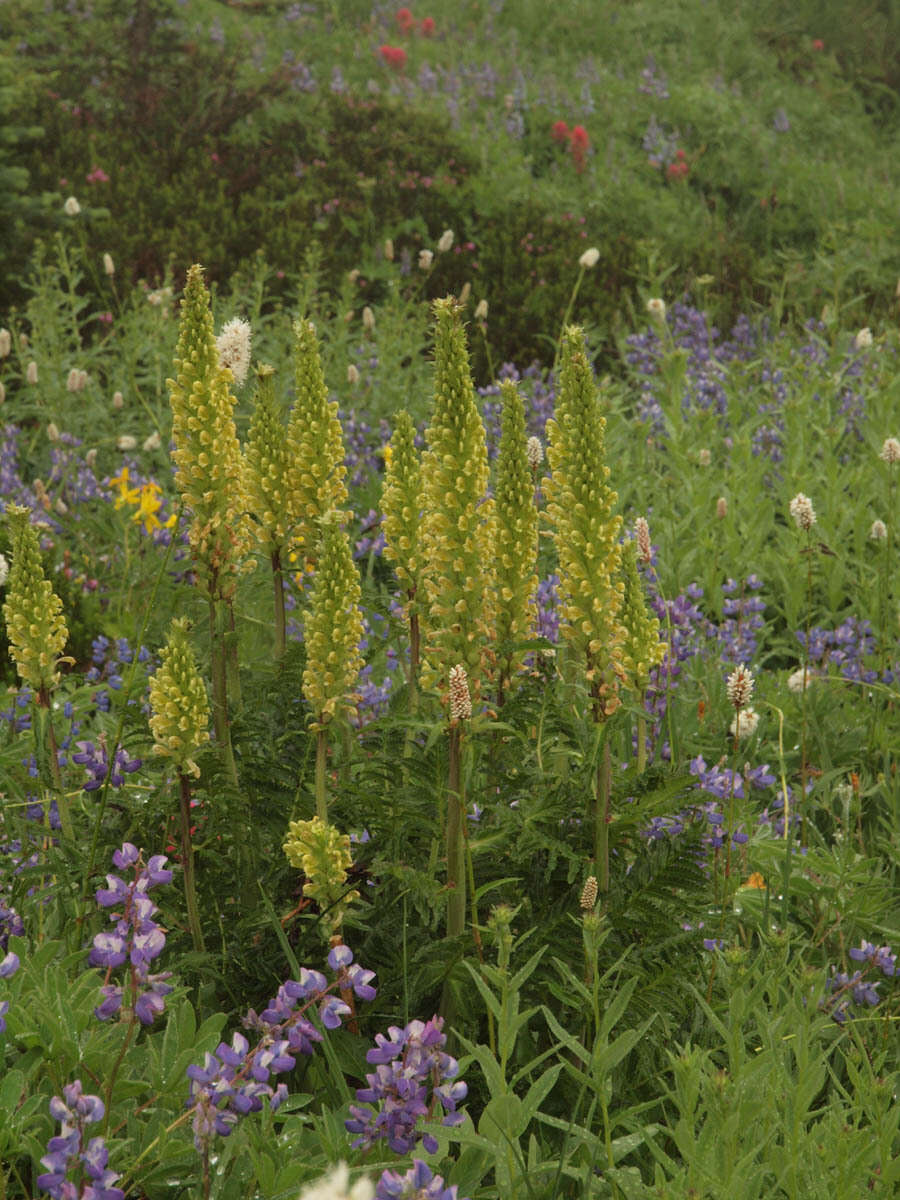 Imagem de Pedicularis bracteosa var. latifolia (Pennell) Cronq.